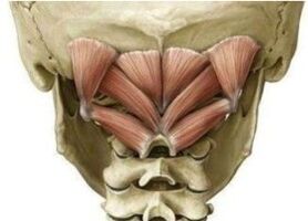 Deep muscles of the neck that keeps the atlas in the wrong position